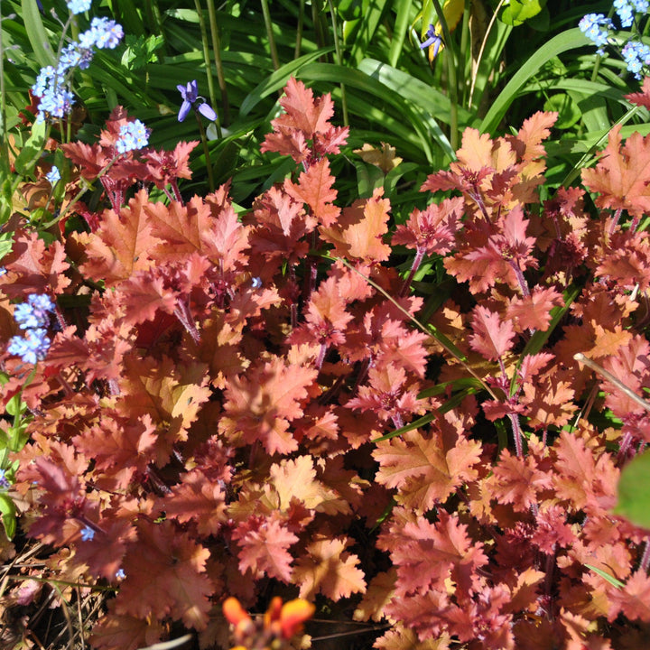 Caramel Coral Bells, Heuchera