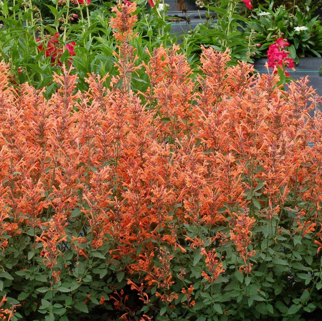 Kudos™ Mandarin Hummingbird Mint, Hyssop