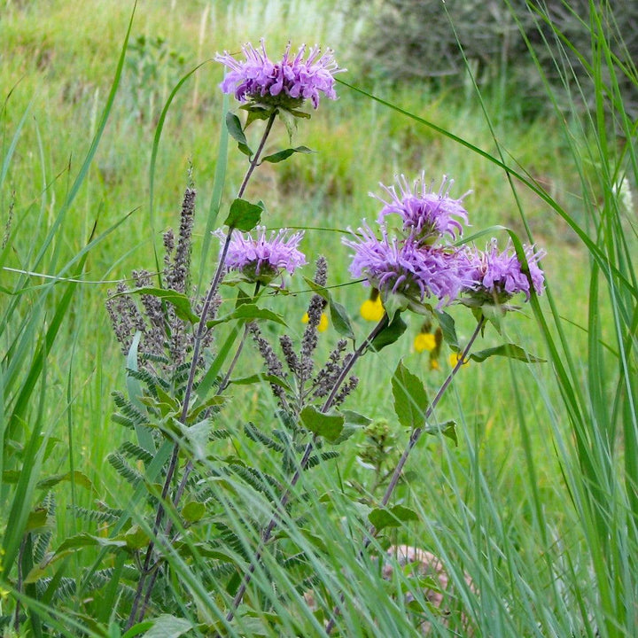 Monarda 'Blue Moon'  - Sugar Buzz® Blue Moon Bee Balm