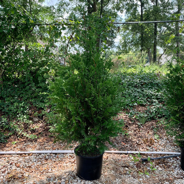 Green Giant Arborvitae