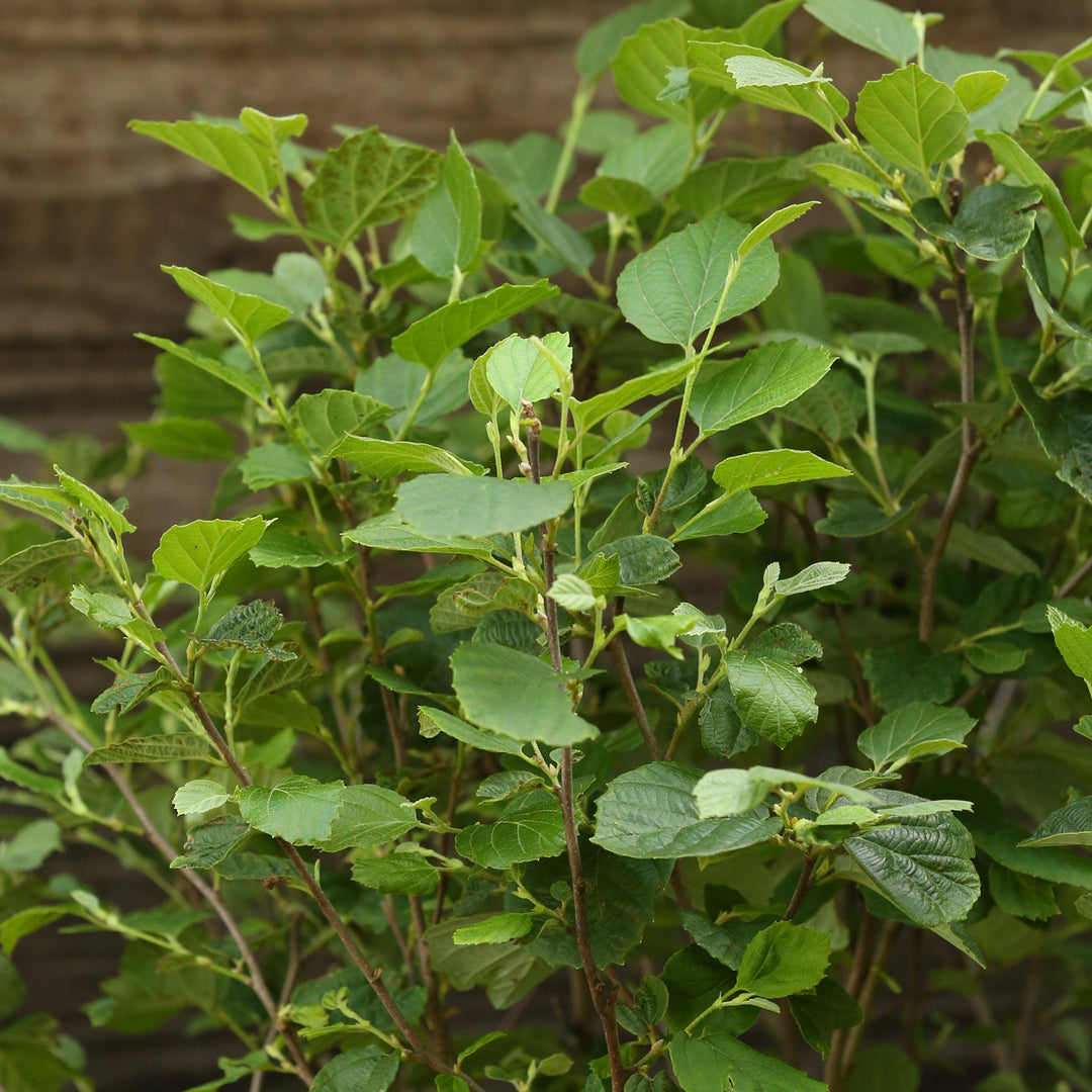 Mount Airy Fothergilla