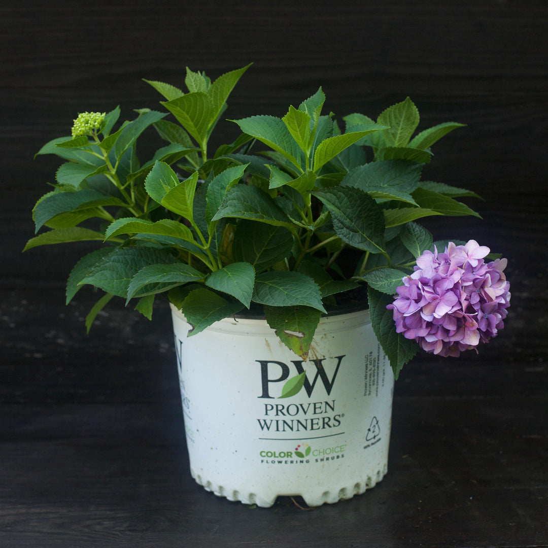 Hydrangea x 'SMNHSC'  - Let's Dance® ¡Arriba!® Hydrangea
