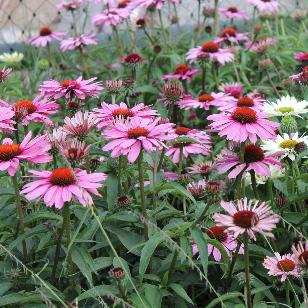Magnus Echinacea, Coneflower