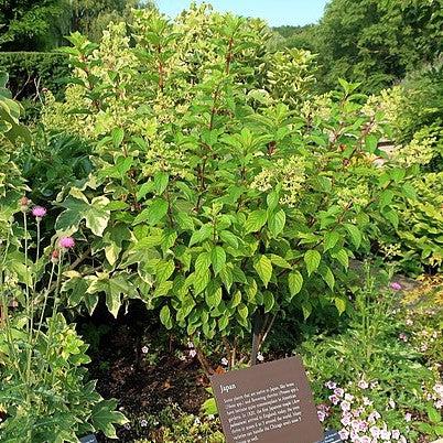 First Editions® Vanilla Strawberry™ Hydrangea