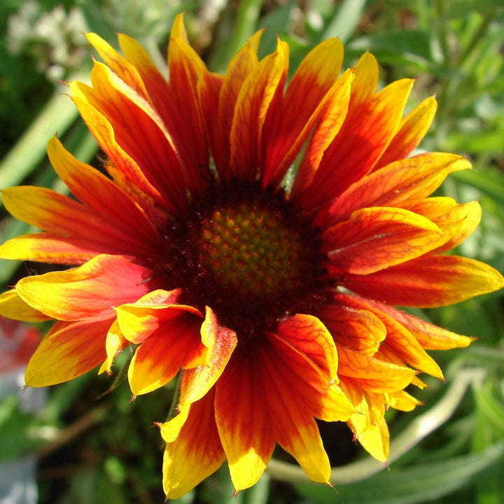 Gaillardia 'Copper Sun'  - Spintop™ Copper Sun Blanket Flower