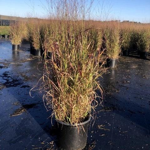 Shenandoah Switch Grass