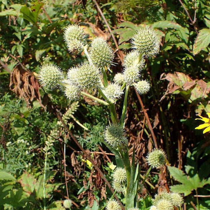 Rattlesnake Master