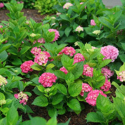 Let's Dance® Big Band® Hydrangea