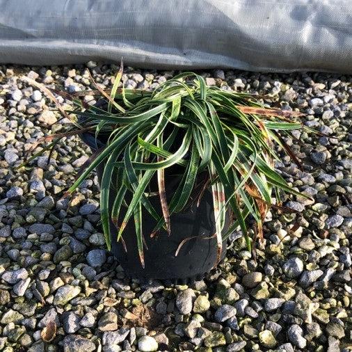 Variegated Lily Turf
