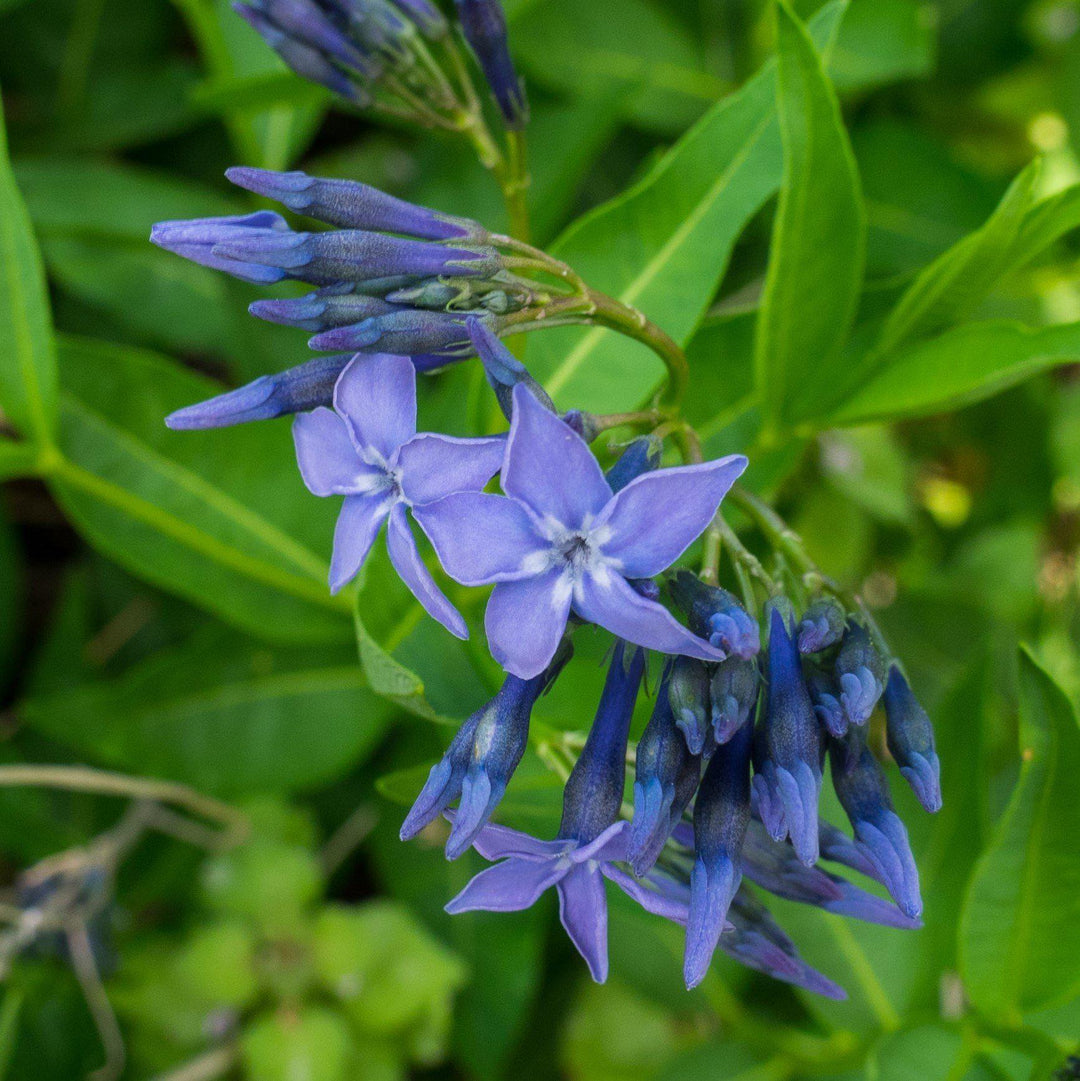 Blue Ice Blue Star