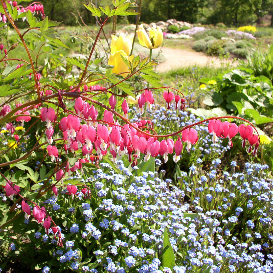Asian Bleeding Heart
