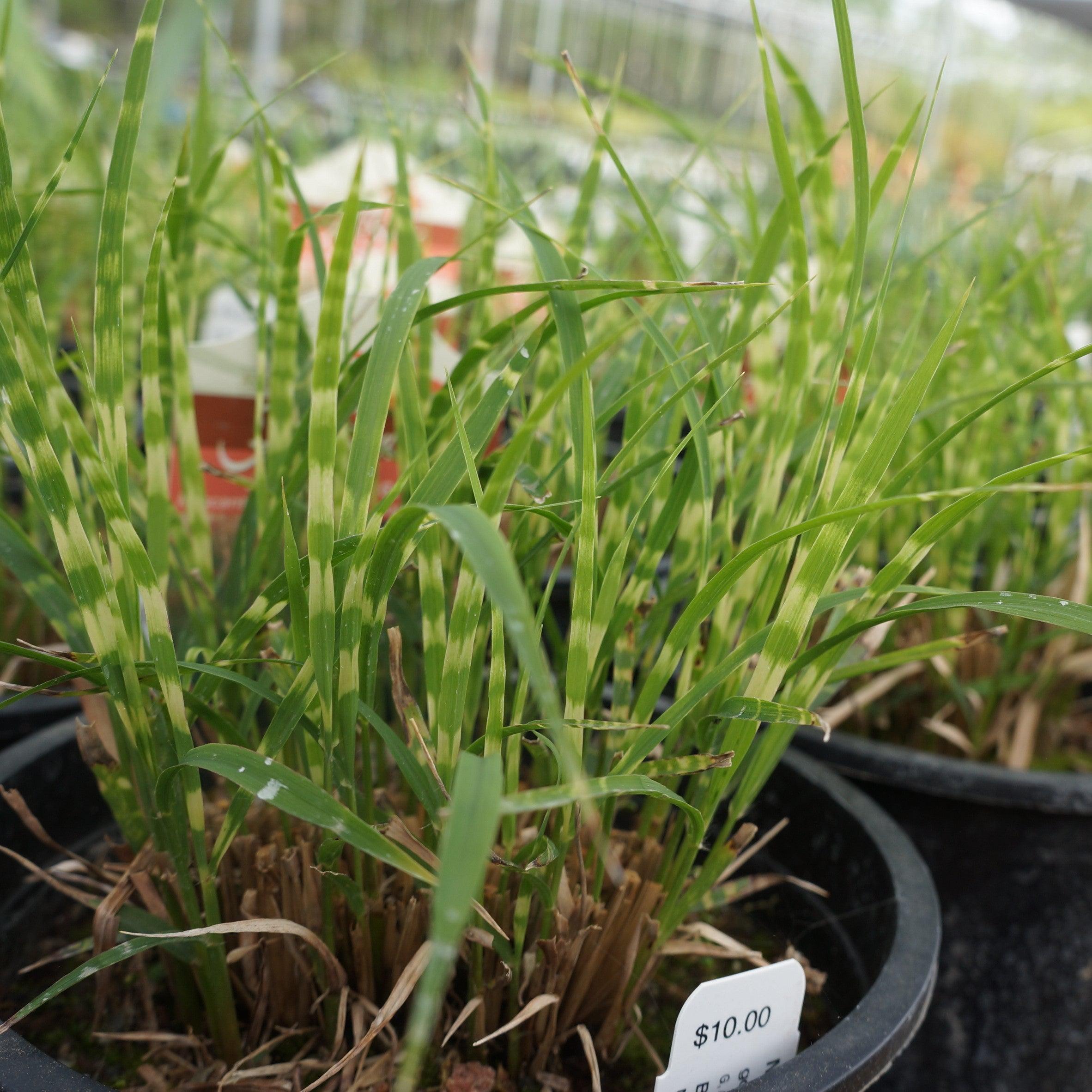 Miscanthus sinensis 'NCMS2B' - Bandwidth Maiden Grass – Sunny Valley Farms