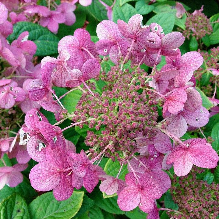 Little Quick Fire® Hydrangea