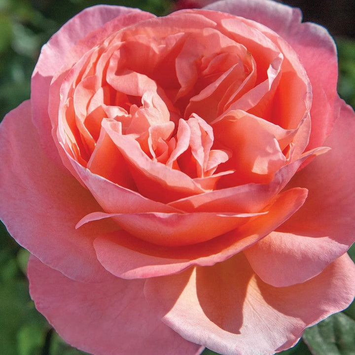 Bloomables® Sweet Mademoiselle™ Rose
