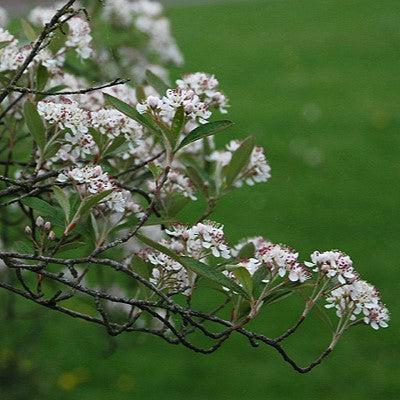 Brilliantissima Chokeberry