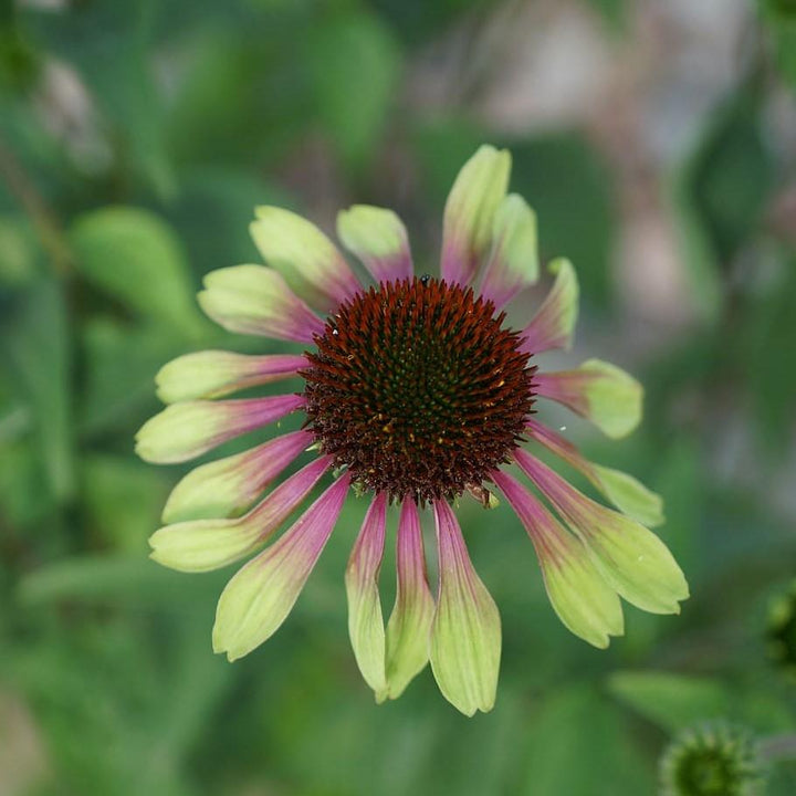 Green Twister Echinacea, Coneflower