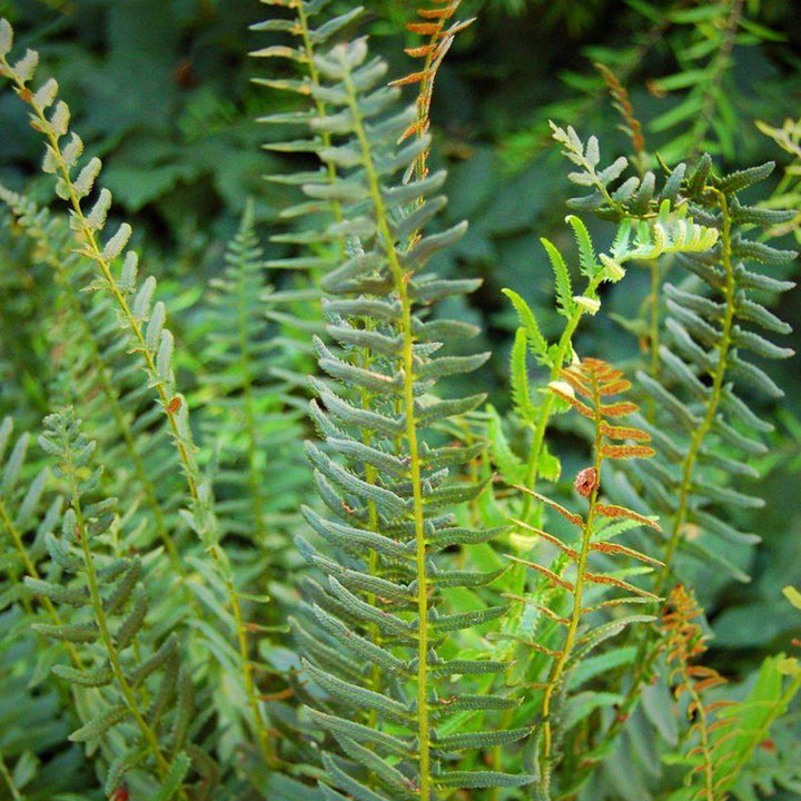 Christmas Fern