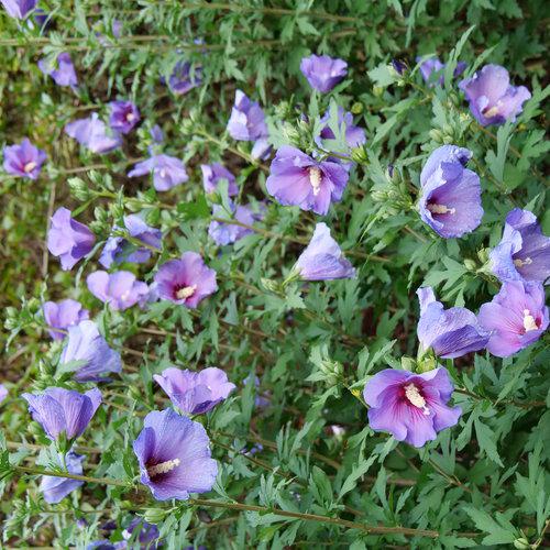 Paraplu Violet® Rose of Sharon