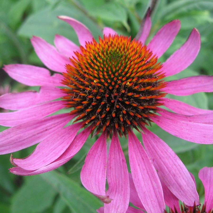 Purple Coneflower