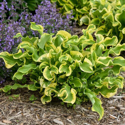 PW® Shadowland® Wheee! Hosta
