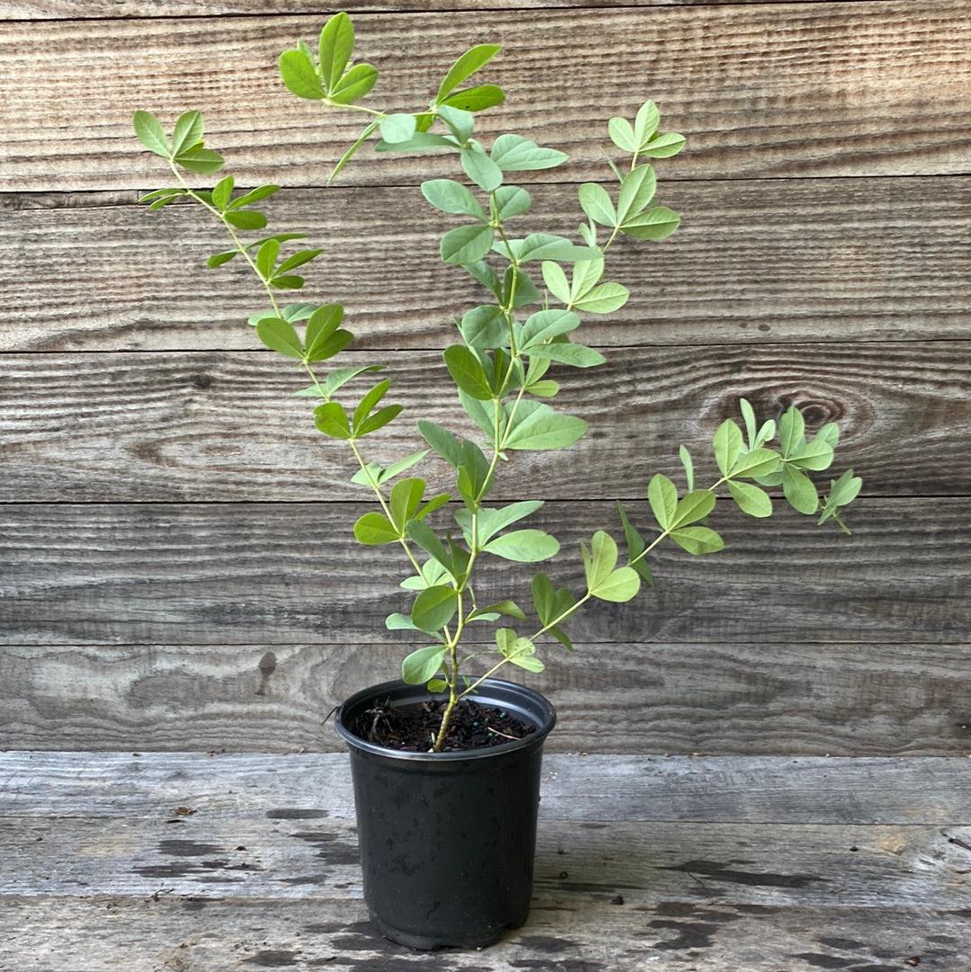 Blue False Indigo