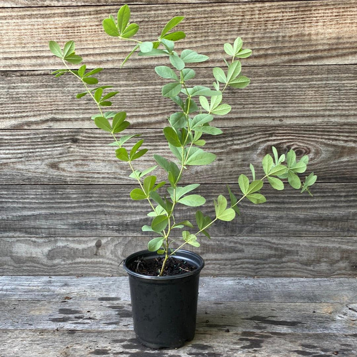 Blue False Indigo