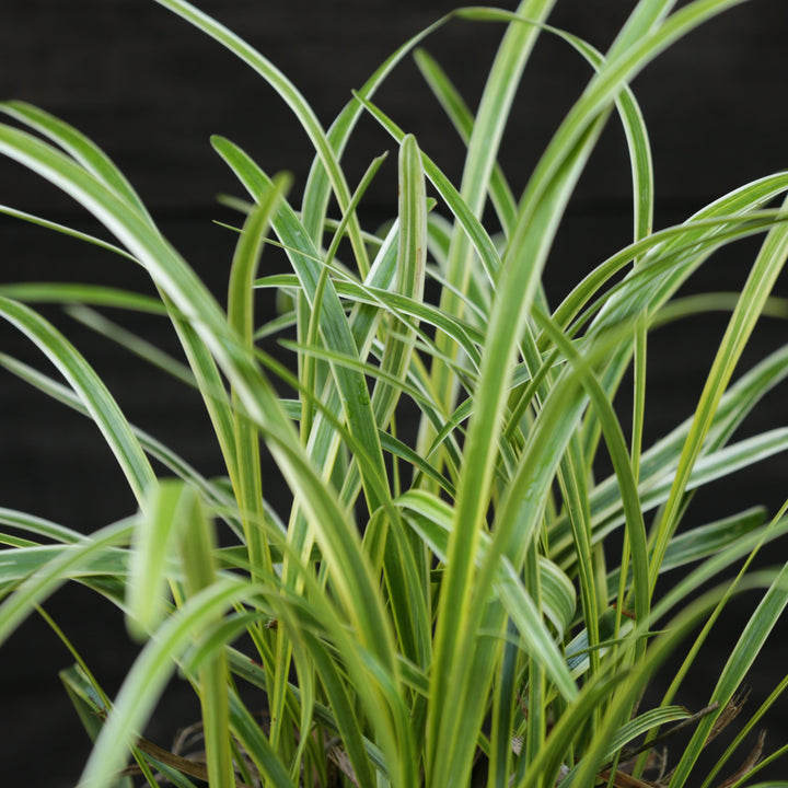 Variegated Lily Turf