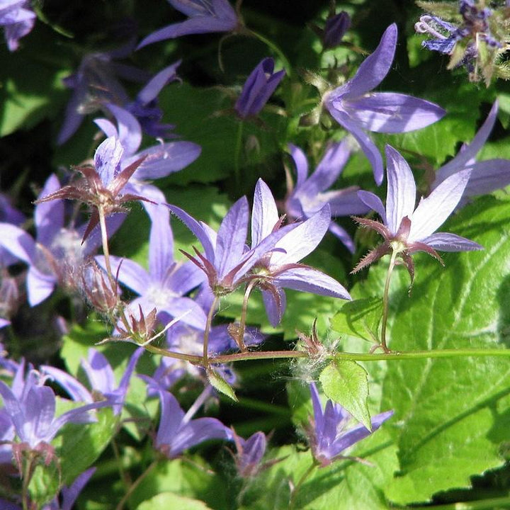 Blue Waterfall Bellflower