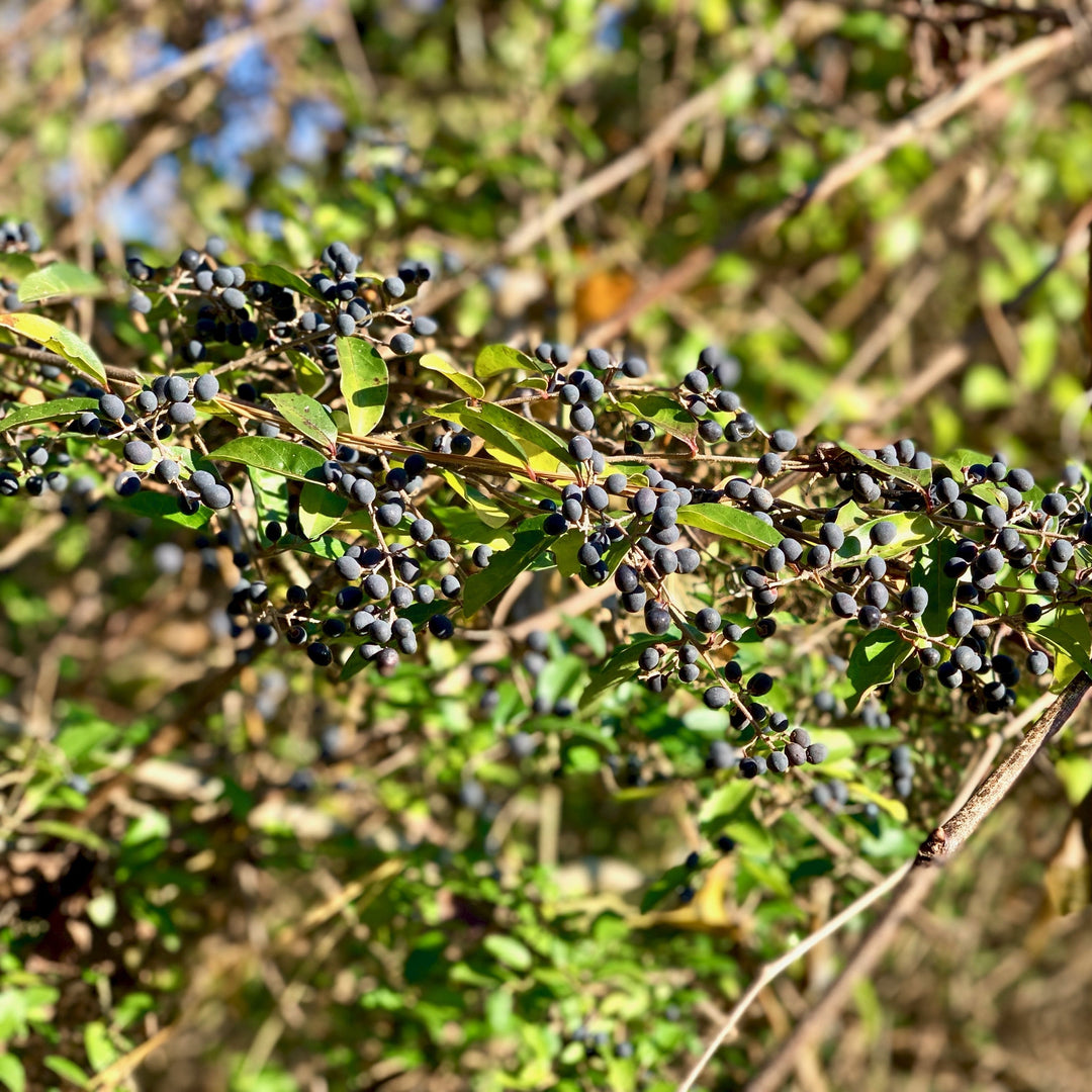 Amur Privet