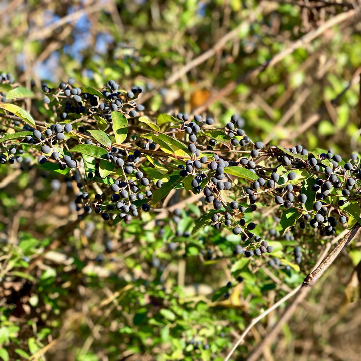 Amur Privet