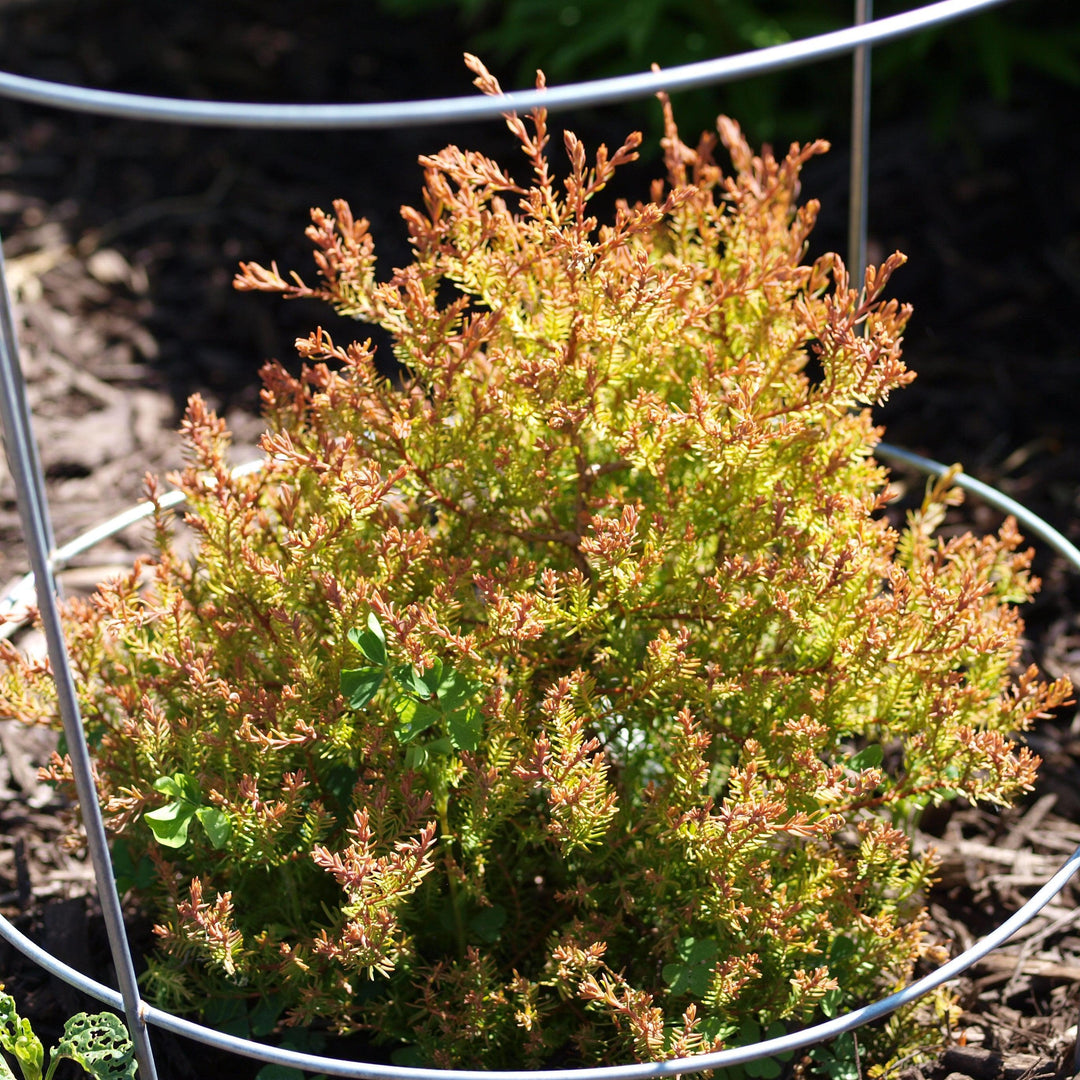 Fire Chief™ Globe Arborvitae