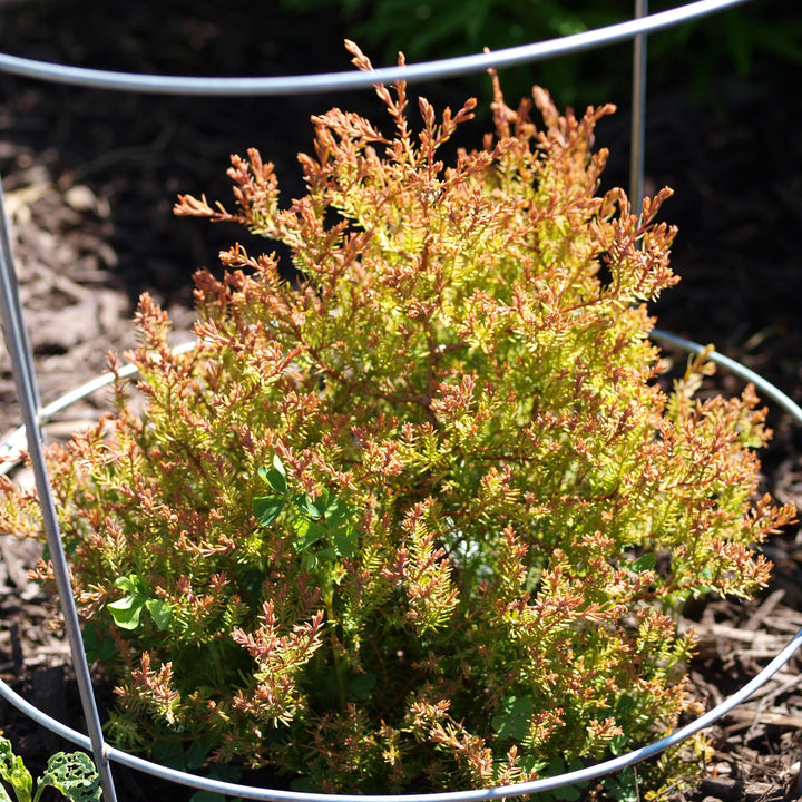 Fire Chief™ Globe Arborvitae