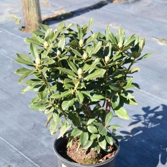 Nova Zembla Rhododendron