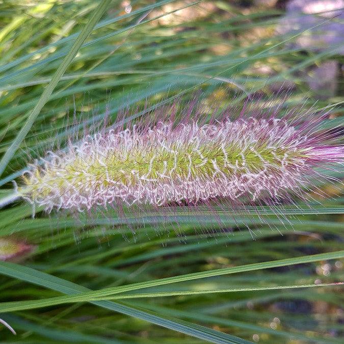 Pennisetum alopecuroides 'Red Head'  - Red Head Fountain Grass