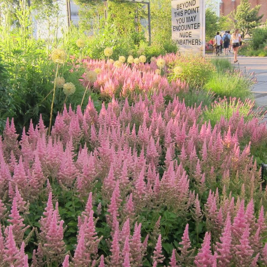 Vision in Pink Chinese Astilbe