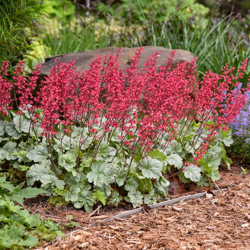 Heuchera 'Dolce Spearmint' PP31281  - Dolce® Spearmint Heuchera