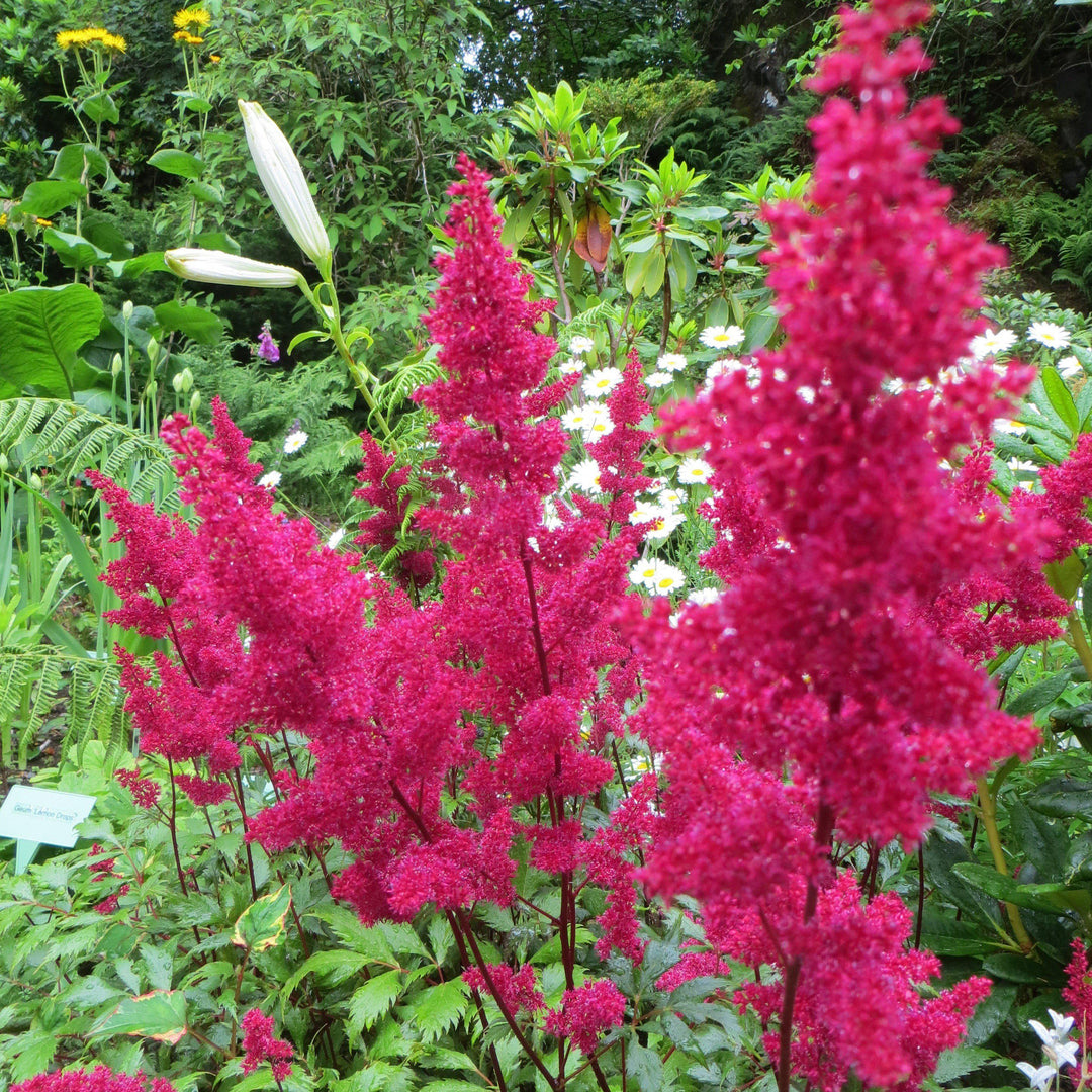 Montgomery Japanese Astilbe