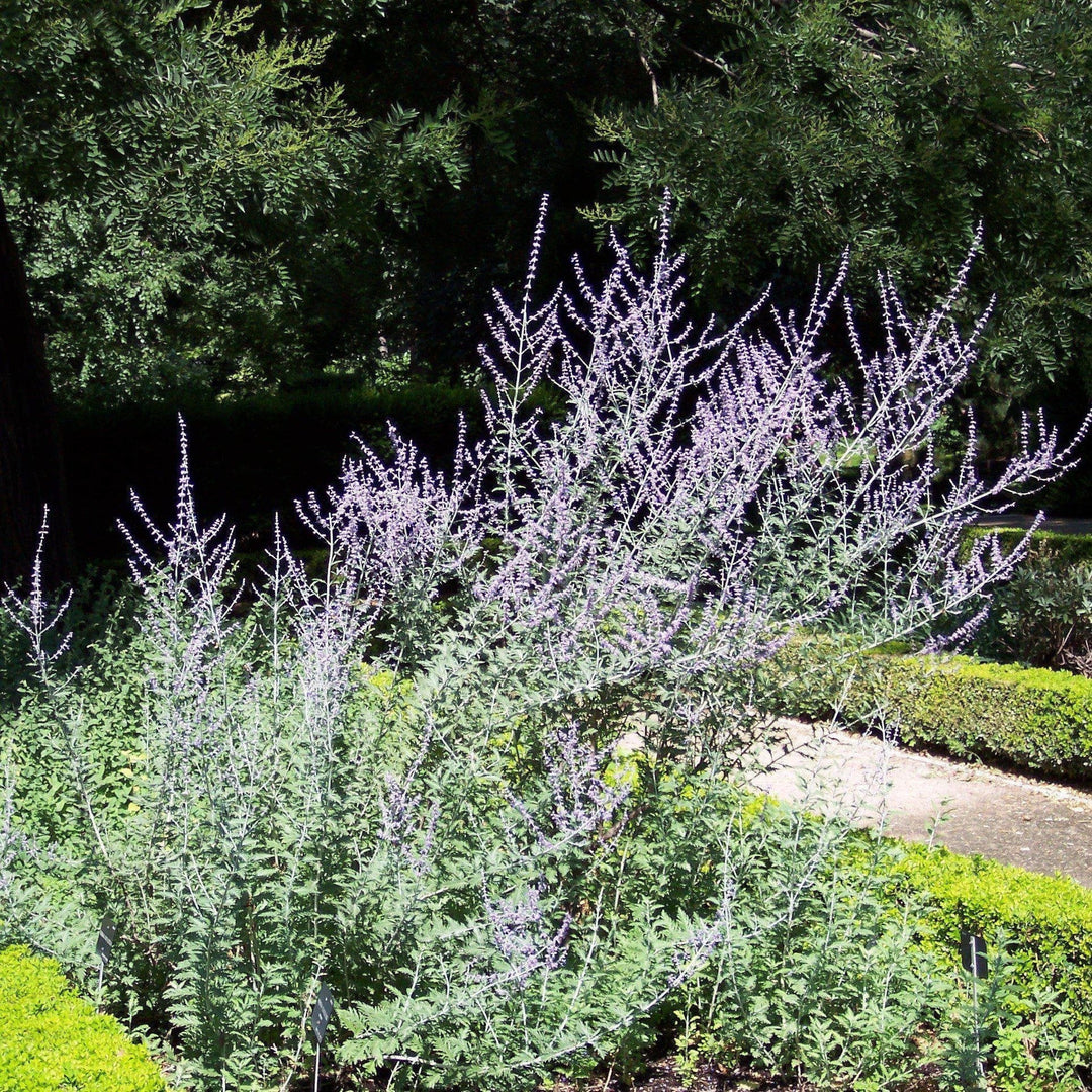 Russian Sage