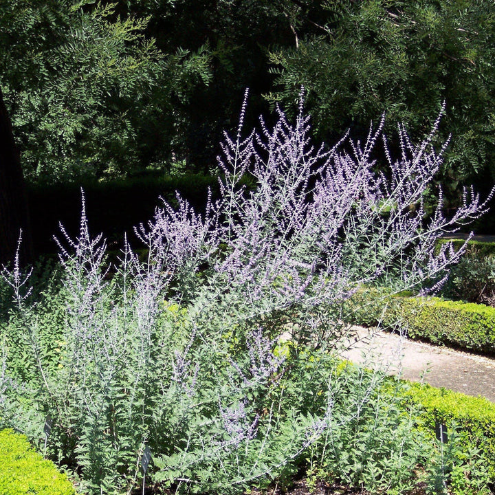 Russian Sage