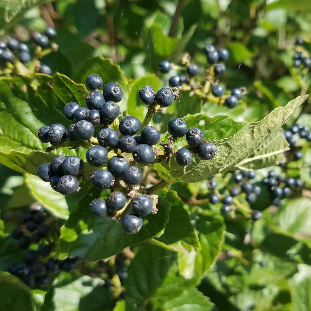Blue Blaze™ Viburnum