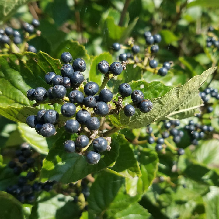 Blue Blaze™ Viburnum