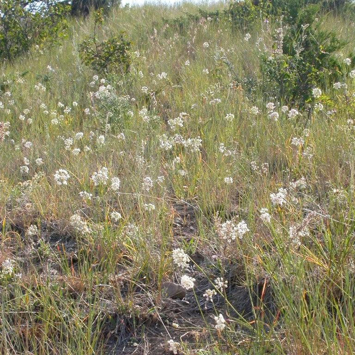 Allium cernuum  - Nodding Onion