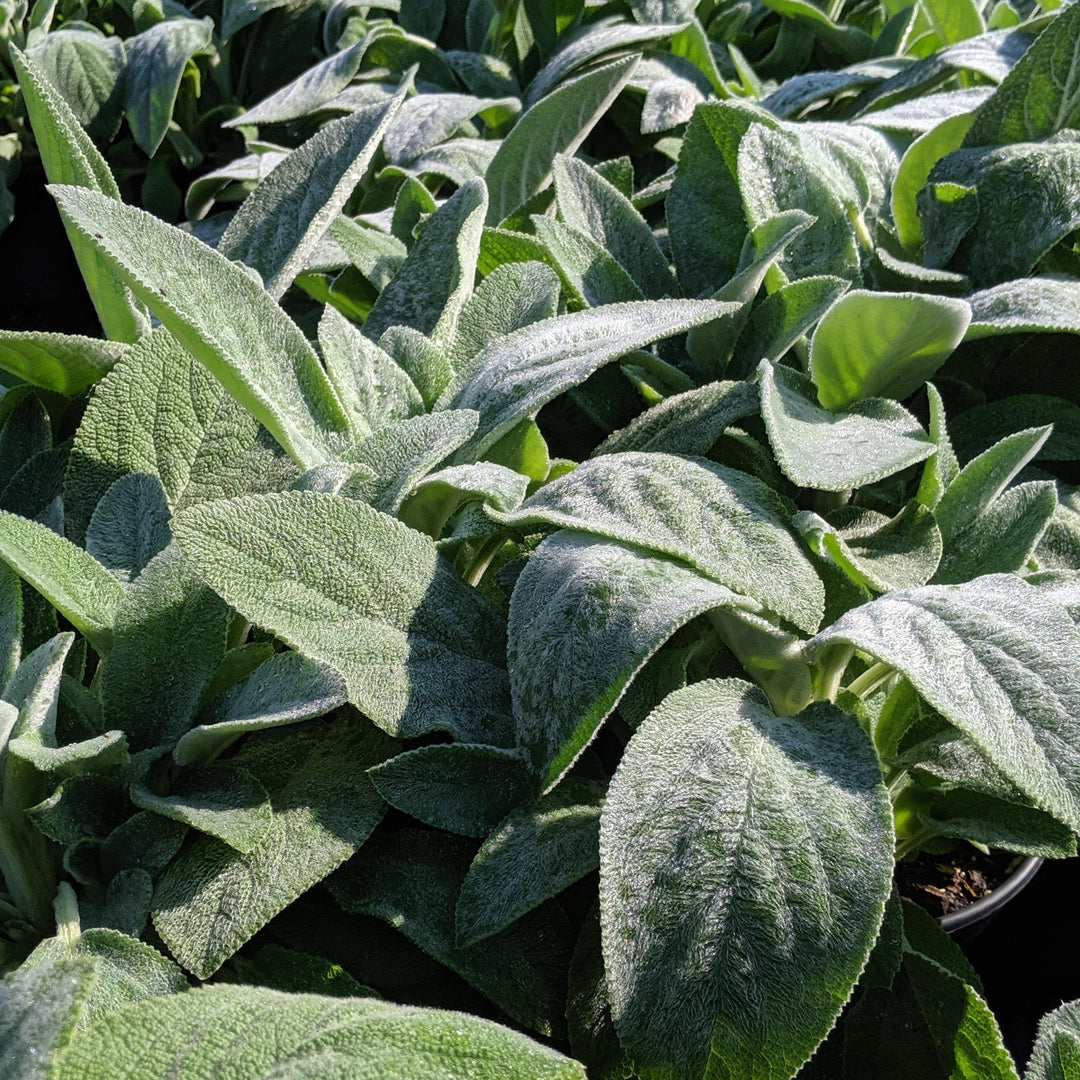 Giant Lamb's Ear