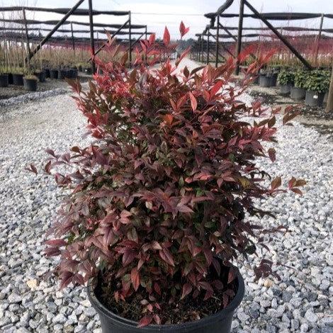 Nandina domestica 'Gulf Stream'  - Gulf Stream Heavenly Bamboo