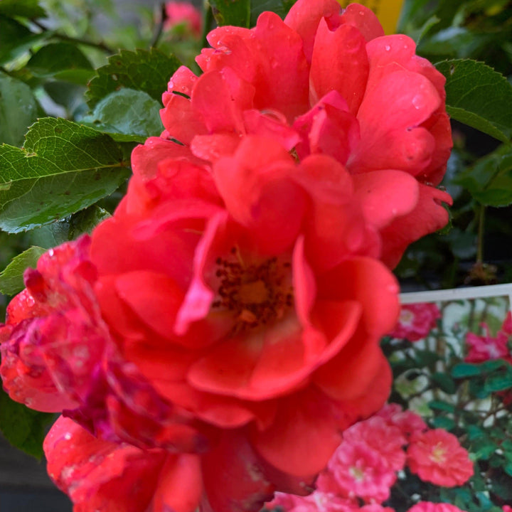 Coral Drift® Rose