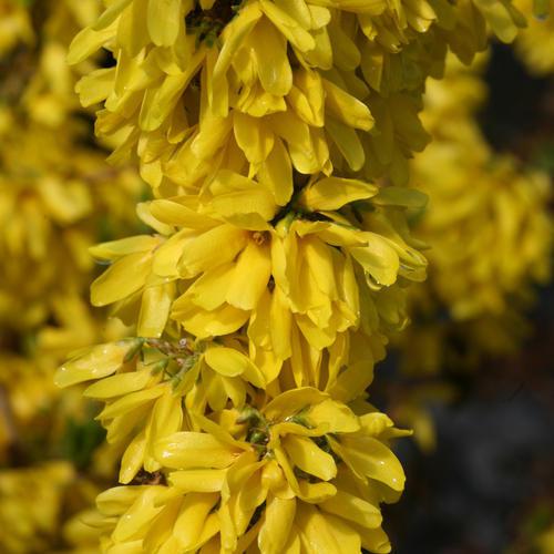Show Off Starlet® Forsythia