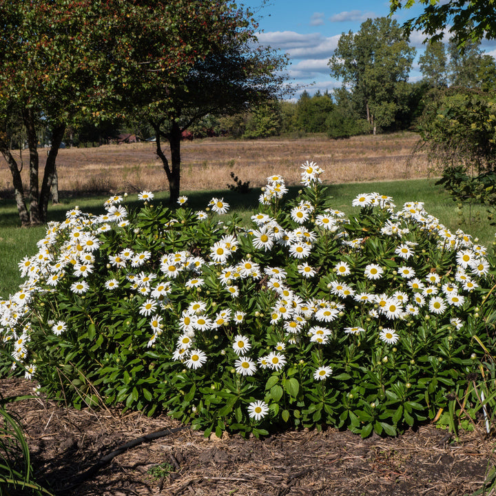 Nippon Daisy