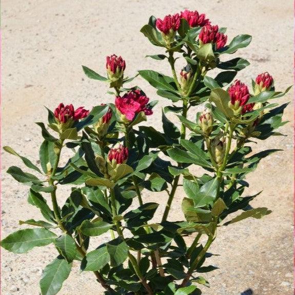 Nova Zembla Rhododendron