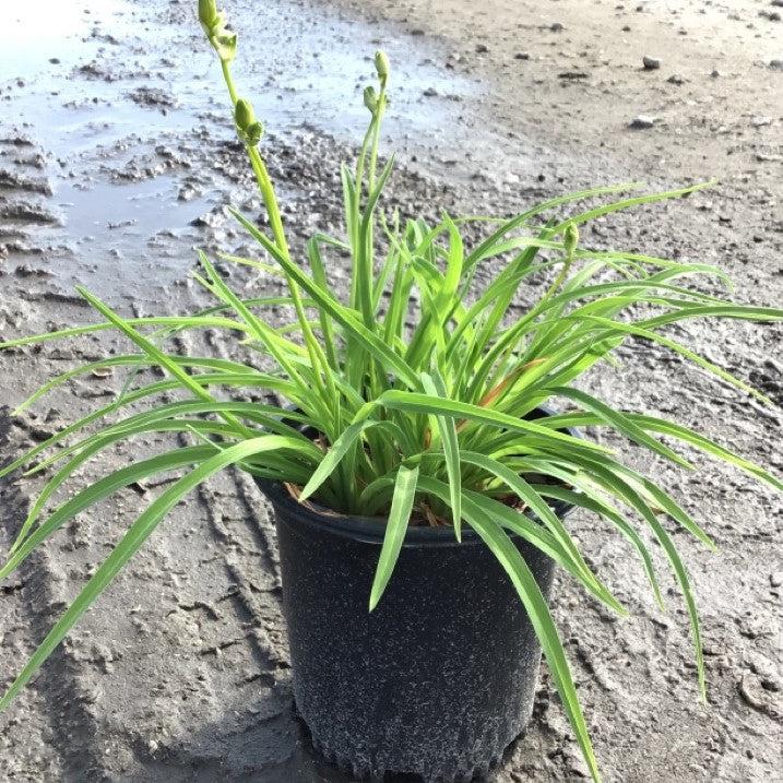 Stella de Oro Daylily