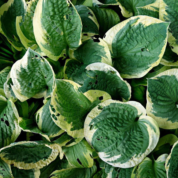 Hosta 'Earth Angel'  - Earth Angel Hosta
